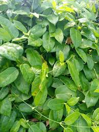 Image result for Cynanchum ellipticum