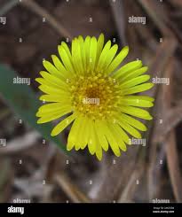 Image result for Felicia mossamedensis