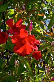 How To Over Winter A Mandevilla Vine Plant Talk