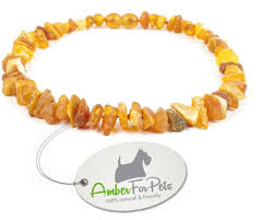 naturliche zeckenabwehr bei hunden besser fur natur und tier bernsteinkette fur hunde zecken hund zecke