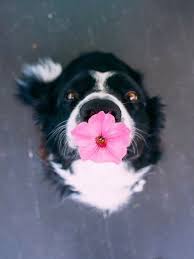 Dog With Flower So Cute Hayvan Bebekler Komik Hayvan Fotograflari Hayvan Fotografciligi