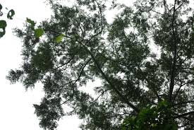 Image result for Xylopia wilwerthii