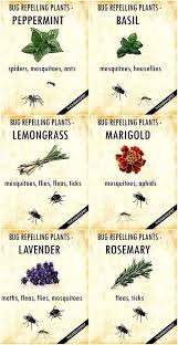 Once you've gotten rid of any potential mosquito attractions, you can really begin looking into ways to naturally repel mosquitoes from your yard. 10 Ways To Get Rid Of Mosquitoes Homestead Backyard Mosquito Repelling Plants Plants That Repel Bugs Fragrant Plant