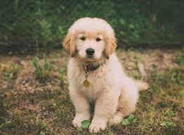 Fluffy golden retriever newborn puppies. Newborn Puppy Golden Retriever Puppy Brier Golden Retriever Golden Retriever Puppy Newborn Puppies