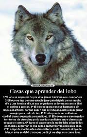 Sabiduria Lobuna En 2020 Lobos Enamorados Lobos Frases De Lobos
