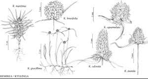 Image result for Kyllinga squamulata