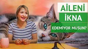 aileni kedi almaya ikna ediyoruz youtube