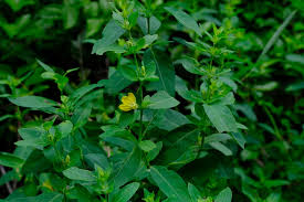 Image result for Justicia odora