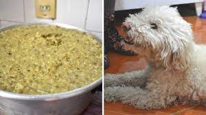 Parte de carne que es excesivamente flaca el carnicero les arrojó unas piltrafas a los perros callejeros. Receta De Comida Para Perro Youtube
