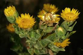 Image result for Helichrysum setosum