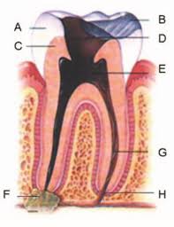 Due to the biologic nature of endodontic diseases; An Introduction To Endodontics Bdj Team