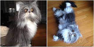They're medium in size, their ears are set on a wide base, and. Meet Atchoum The Adorable Feline Werewolf Cole Marmalade
