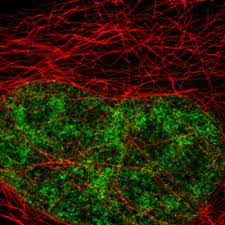 The camel igg presented as 2 bands with molecular masses of 250 and 100 kda, the latter corresponding to heavy chain igg, on 10 a comparative study was performed between camel igg and conventional horse f(ab)2 antivenoms in term of potency (serum neutralization test and elisa). Atto 647n Sted Gsd Goat Anti Rabbit Igg Fluorescent Secondary Antibody