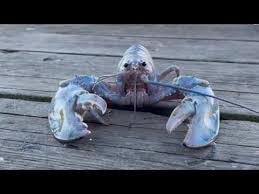 Maine man finds rare 'cotton candy' lobster - YouTube