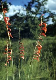Image result for Gladiolus magnificus