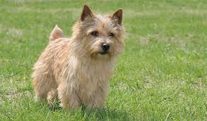 The three towns of norwich, . Norwich Terrier Dog Breed Information