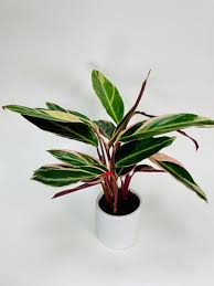 Image result for stromanthe