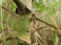 Image result for Anthocleista vogelii