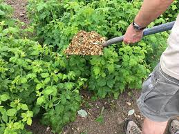 This old house landscape contractor roger cook shows a homeowner how to properly mulch garden beds.subscribe to this old house: Mulching How To Mulch Your Garden Types Of Mulch The Old Farmer S Almanac