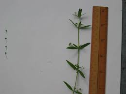 Image result for Oldenlandia cana