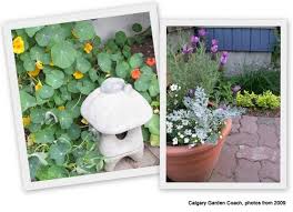 While melons are considered a fruit, they can't be left off this list. Calgary Garden Coach Herbs For Calgary Gardens