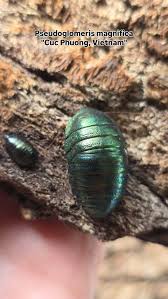 Image result for Polystachya bifida