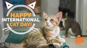 Cats spend between 30 and 50% of their days cleaning themselves, which means that even though your cat poops in the house, it's still cleaner than most hipsters. Ten Ways To Celebrate International Cat Day Tractive Blog