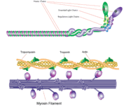 Non-Muscle Myosin Heavy Chain Iia Structure And Sites Of Mutations. The...  | Download Scientific Diagram