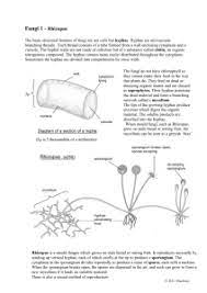 No other living organism, as kingdom fungi far as we can tell, cares a bit what kingdom it is in. Fungi Coloring Worksheet