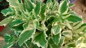 Image result for Kalanchoe laciniata