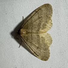 Image result for Operophtera fagata