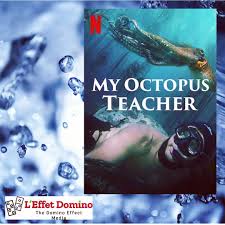 Discover more posts about my octopus teacher. L Effet Domino Photos Facebook