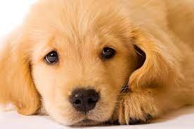 Éduquer son chien ou son chiot est indispensable pour qu'il trouve sa place au sein de votre foyer. Le Chien Et La Peur D Abandon Europ Assistance