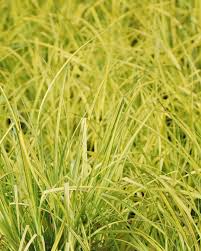 Image result for Carex cognata