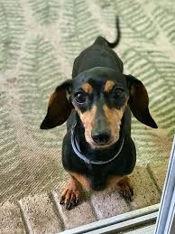 There was an error loading the page; 88 Dachshund Puppies For Sale In Texas Craigslist L2sanpiero