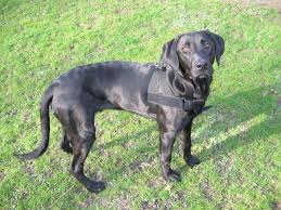 We did not find results for: Rhodesian Ridgeback Labradormix Sucht Schnell Neues Zuhause 100 Vertraglich Lie In Duisburg Tiere Kleinanzeigen