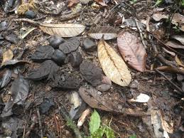 Image result for Anthonotha