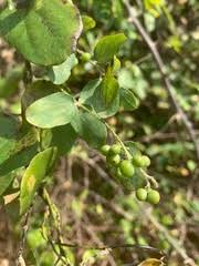 Image result for Cocculus hirsutus