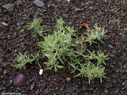 Image result for Gnaphalium unionis