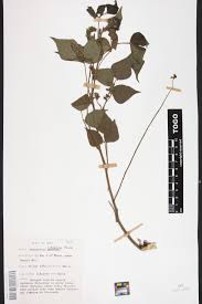 Image result for Rhynchosia orthobotrya