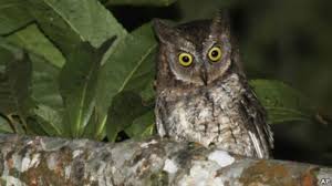 Burung hantu sangat berbeda dengan burung lain hal itu dapat dilihat dari bentuk fisiknya terutama pada bagian matanya yang besar dan menghadap ke depan asli endemik indonesia (pulau jamdena dan pulau kecil di sekitarnya). Spesies Baru Burung Hantu Ditemukan Di Indonesia Bbc News Indonesia