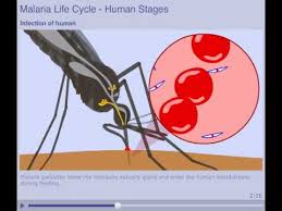 Malaria is a potentially life‑threatening tropical disease caused by plasmodium parasites, which are transmitted through the bite of an infected female anopheles mosquito. The Malaria Lifecycle Human Stages Youtube