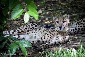صور فهد أجمل صور حيوان النمر مع بعض المعلومات عنه cheetah pictures big cats cats