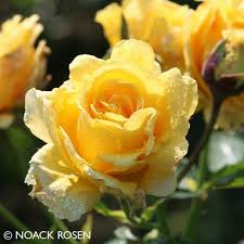 Kletterrose Sommergold Mit Bildern Kletterrosen Pflanzen Rosensorten
