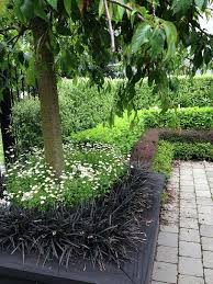 Flowering Cherry Layered Hedges Thorndon City Garden Hedge Garden Design Nurser Garden Design Layout Modern Garden Landscape Design Garden Design Layout