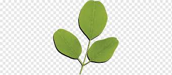 Check spelling or type a new query. Daun Png Images Pngwing