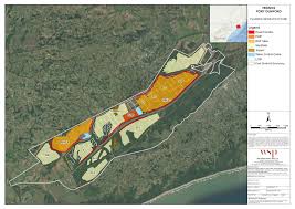 Image result for Callichilia orientalis