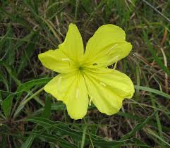 Promoting naturally resilient plants for naturally beautiful landscapes. Oenothera Macrocarpa Wikipedia