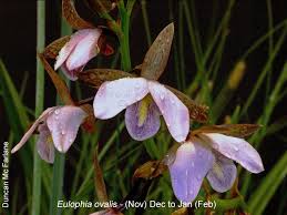 Image result for Disa aconitoides