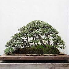 Yamadori lärche zu einem bonsai machen , schneiden, pflegen & gestaltung oder doch wurzelschnitt ?.die lärche wird ausgegraben und in eine pflanzschule geset. Mini Baumpflege Bonsai Aus Waldbaumen Erziehen Baumpflegeportal